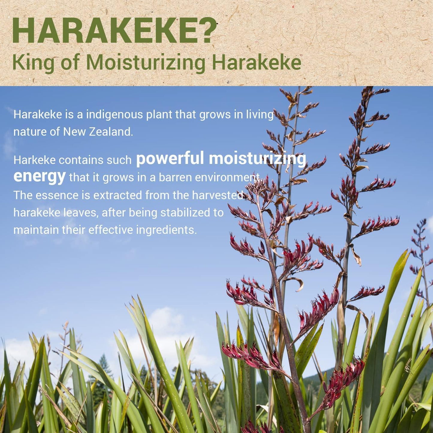 [theSAEM] Urban Eco Harakeke Fresh Cream 50ml