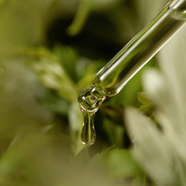 [ImFrom] Mugwort Serum 30ml